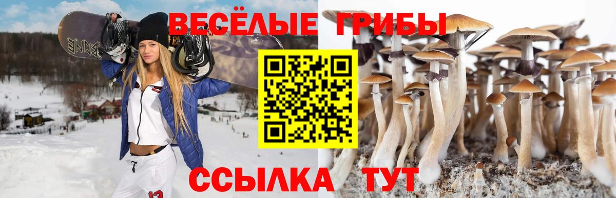 Псилоцибиновые грибы Psilocybine cubensis Братск